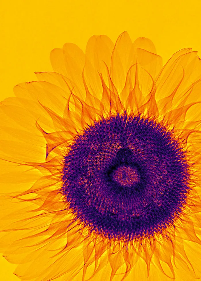 30 Pictures Of Plants That I Took Using X-Ray