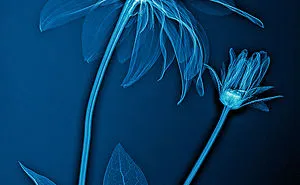30 Pictures Of Plants That I Took Using X-Ray