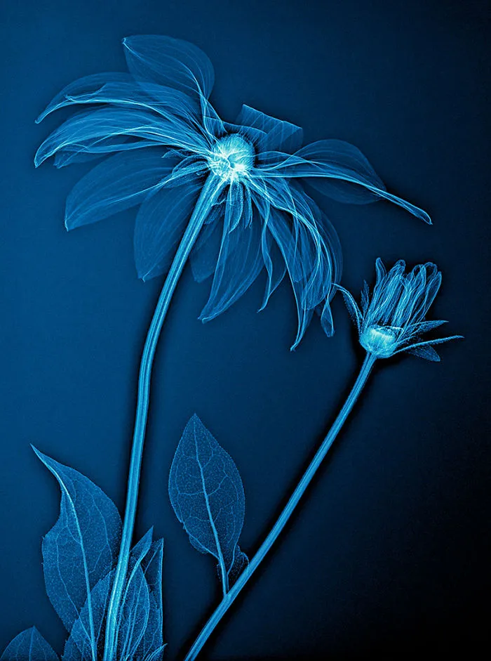 30 Pictures Of Plants That I Took Using X-Ray