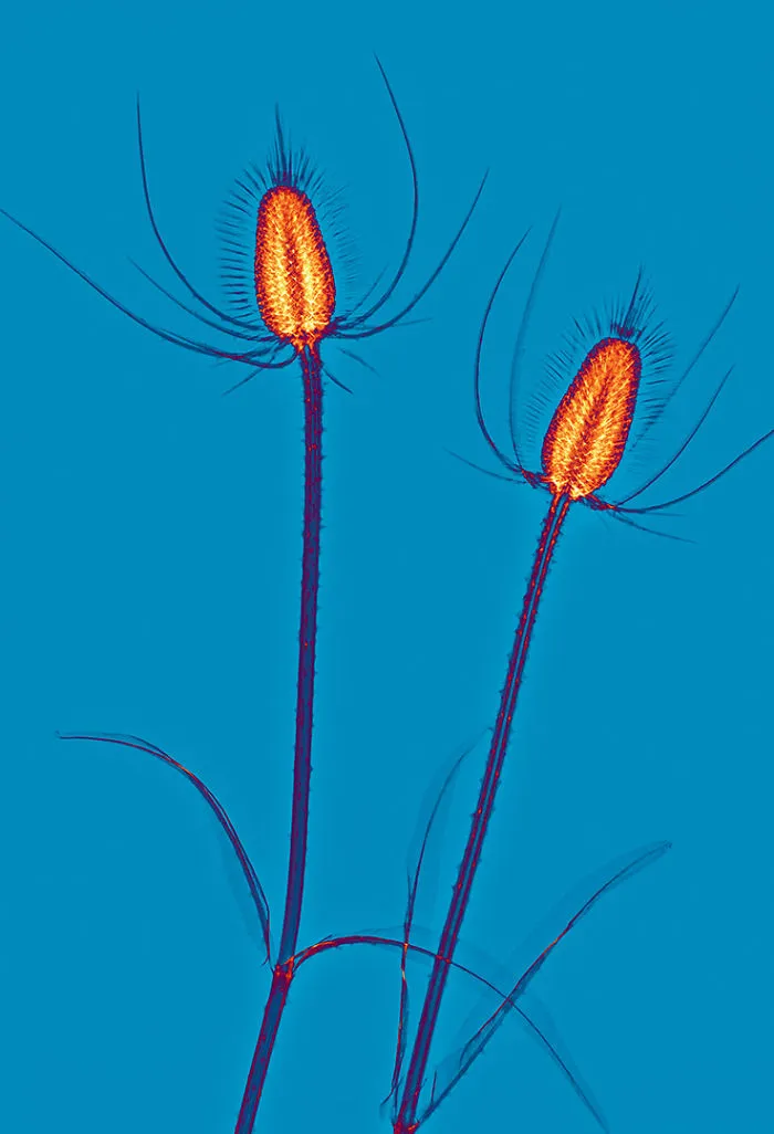 30 Pictures Of Plants That I Took Using X-Ray