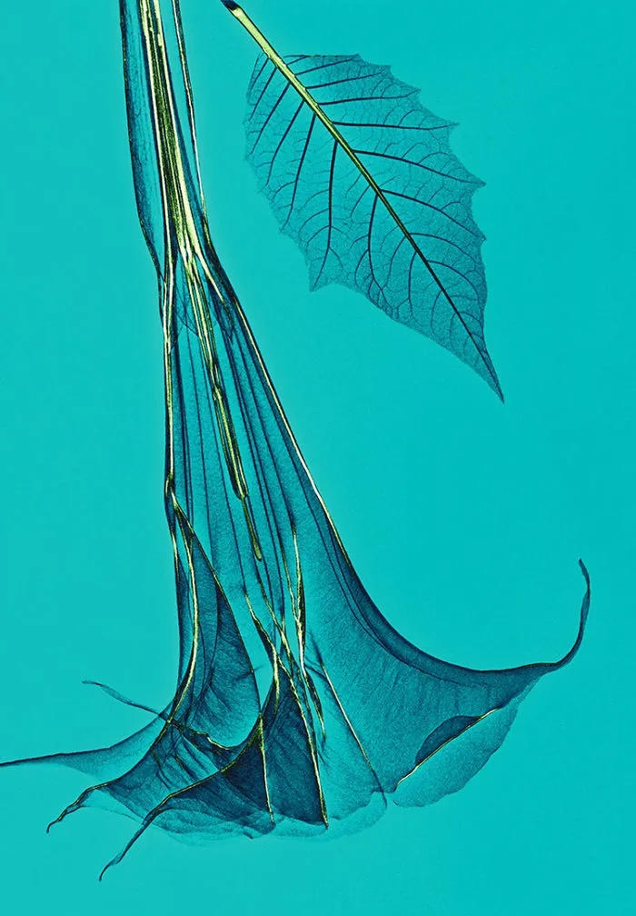30 Pictures Of Plants That I Took Using X-Ray