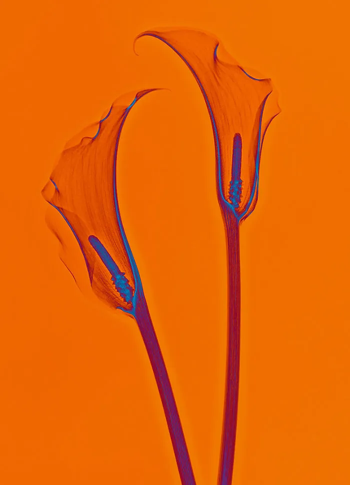 30 Pictures Of Plants That I Took Using X-Ray