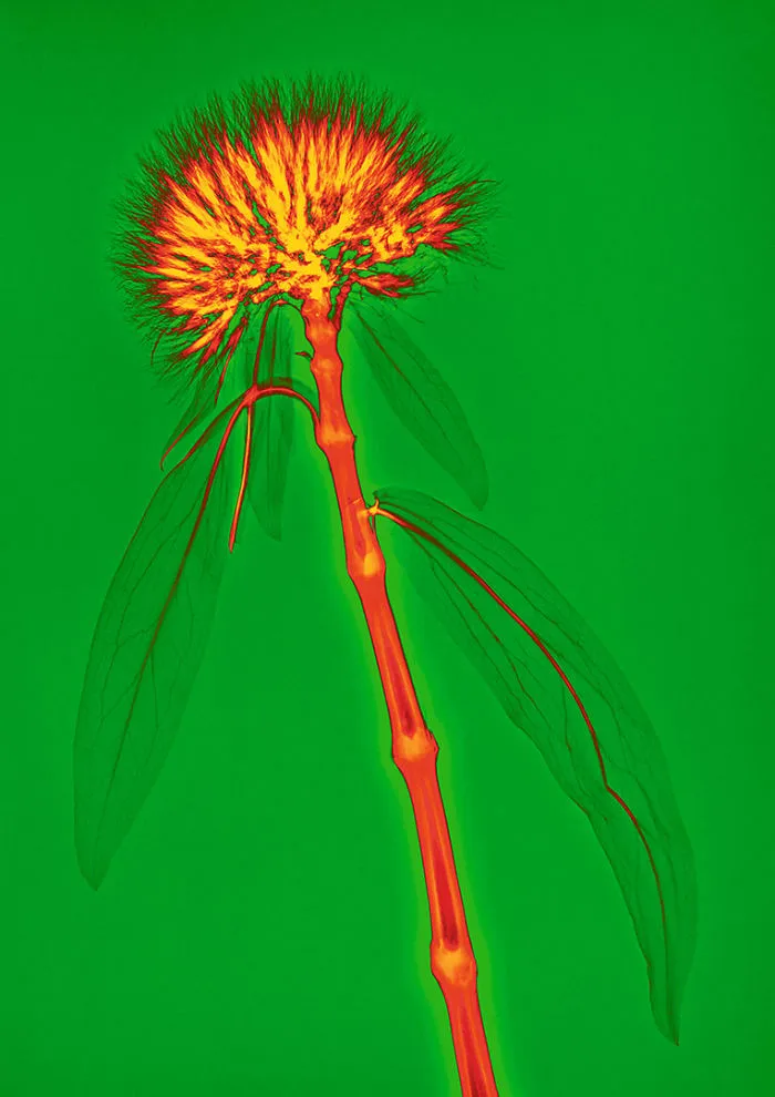 I Create Colourful Art By Using X-Rays!