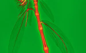 30 Pictures Of Plants That I Took Using X-Ray