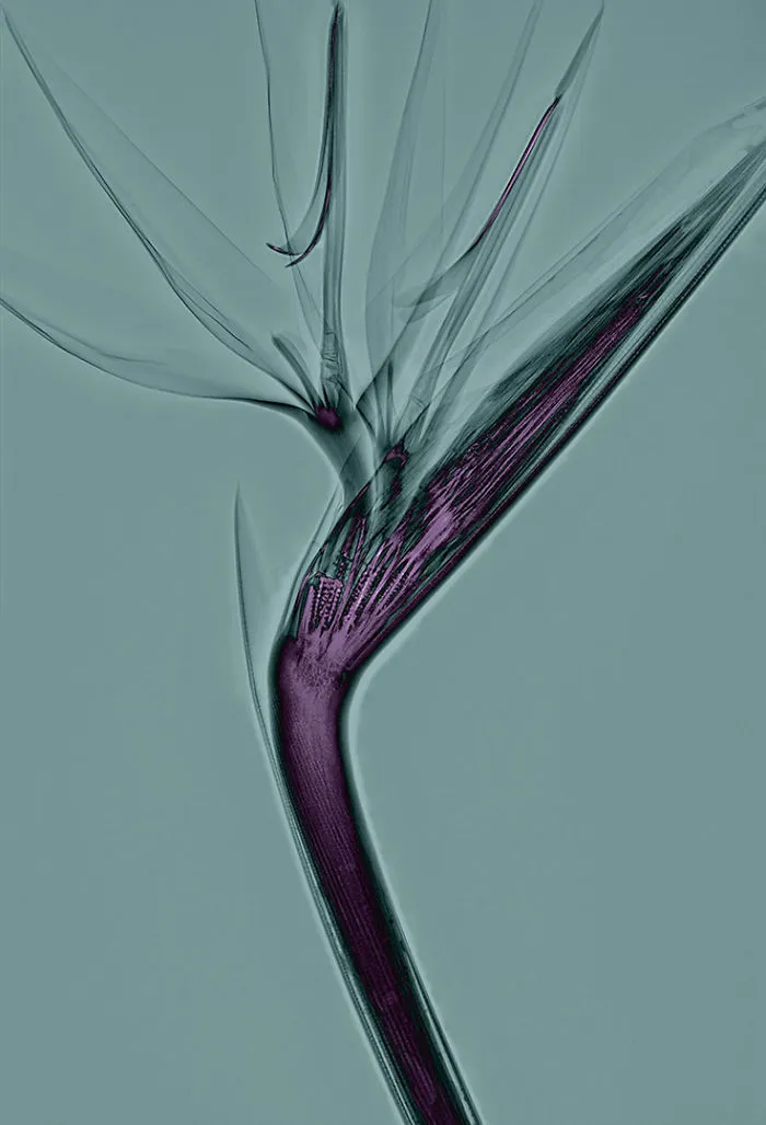 30 Pictures Of Plants That I Took Using X-Ray