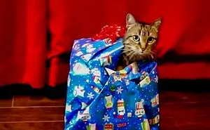 Unwrapping The Purr-Fect Gifts