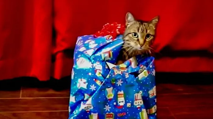 Unwrapping The Purr-Fect Gifts