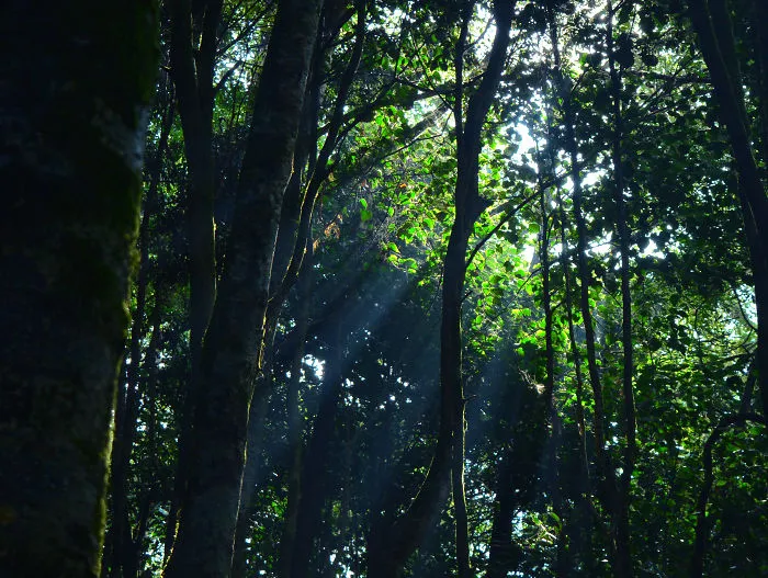 Nature Photography From Darjeeling, West Bengal, And India (24 Pics)