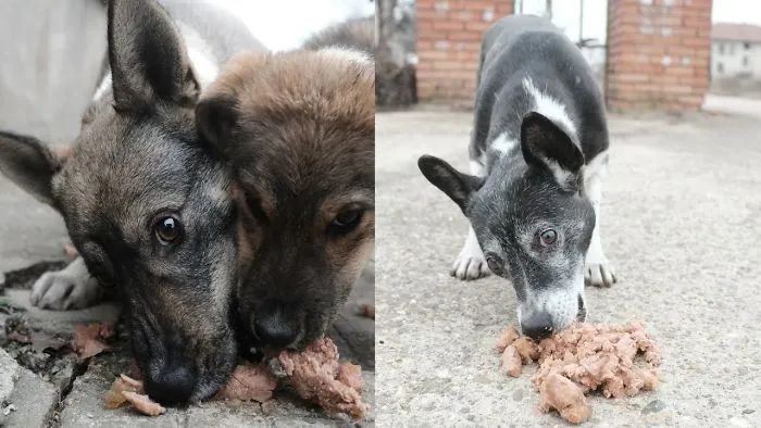 I Sold Everything I Had To Help Streetdogs In East Europa.
