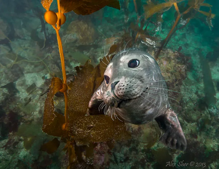 Protect The Ocean