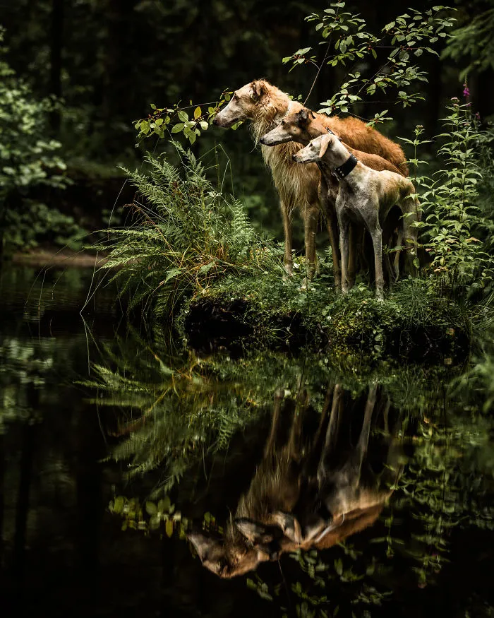 We Are The Sighthound Squad And We Explore Lithuania With Our Lovely Dogs