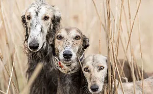 We Are The Sighthound Squad And We Explore Lithuania With Our Lovely Dogs