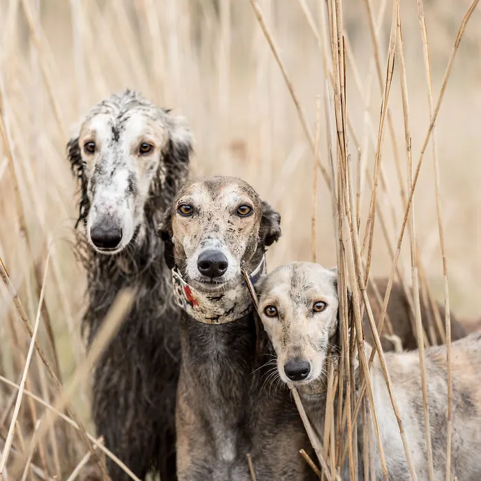 We Are The Sighthound Squad And We Explore Lithuania With Our Lovely Dogs