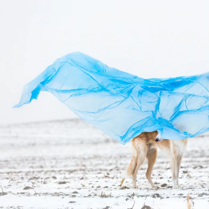 We Are The Sighthound Squad And We Explore Lithuania With Our Lovely Dogs