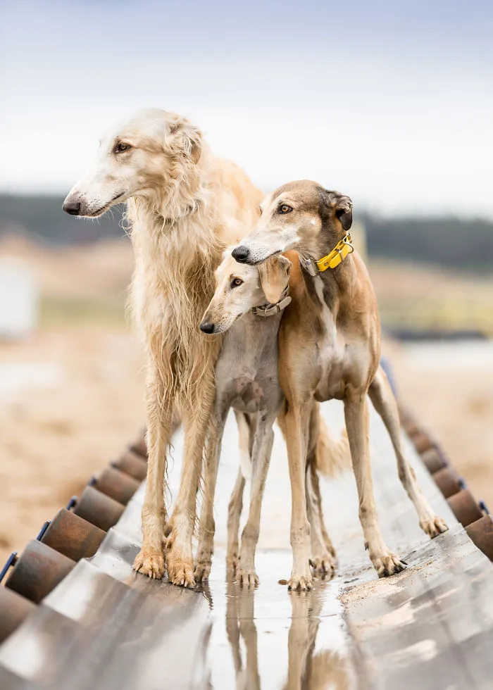 We Are The Sighthound Squad And We Explore Lithuania With Our Lovely Dogs