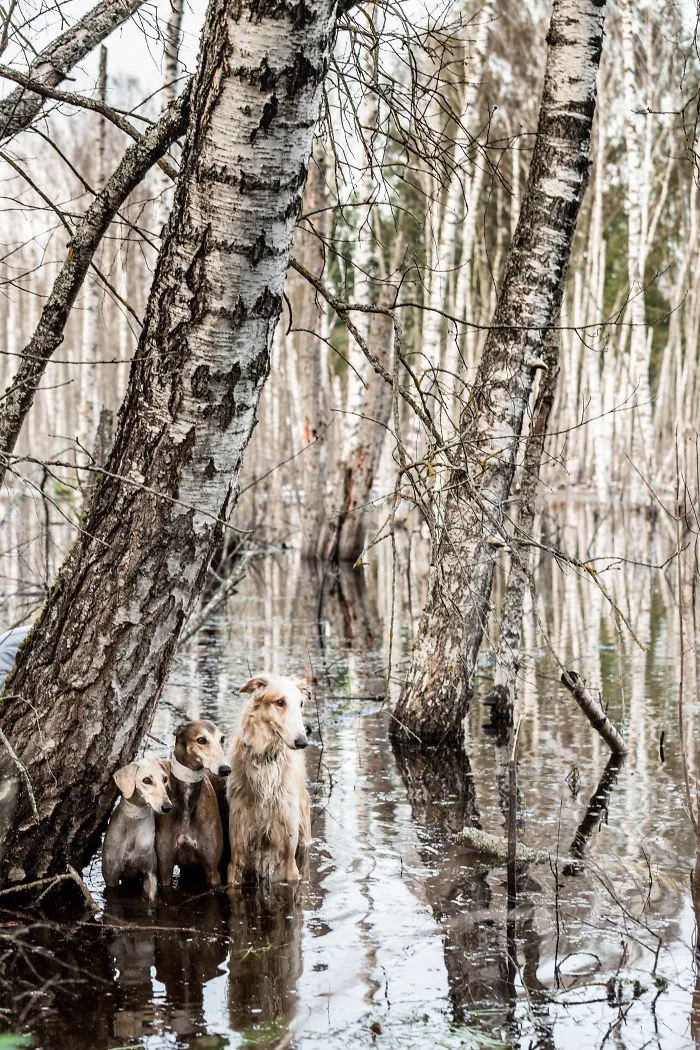We Are The Sighthound Squad And We Explore Lithuania With Our Lovely Dogs
