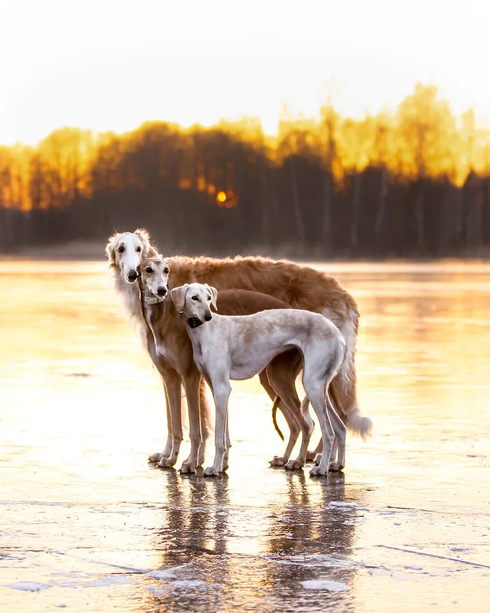 We Are The Sighthound Squad And We Explore Lithuania With Our Lovely Dogs