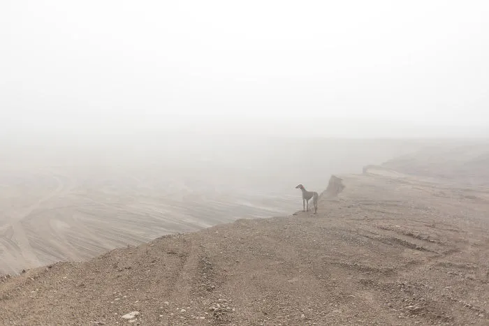 We Are The Sighthound Squad And We Explore Lithuania With Our Lovely Dogs