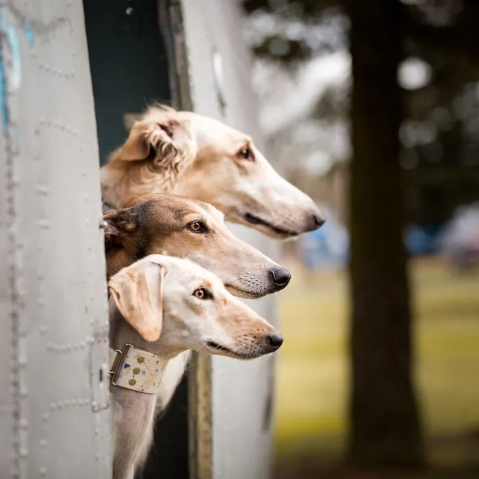We Are The Sighthound Squad And We Explore Lithuania With Our Lovely Dogs