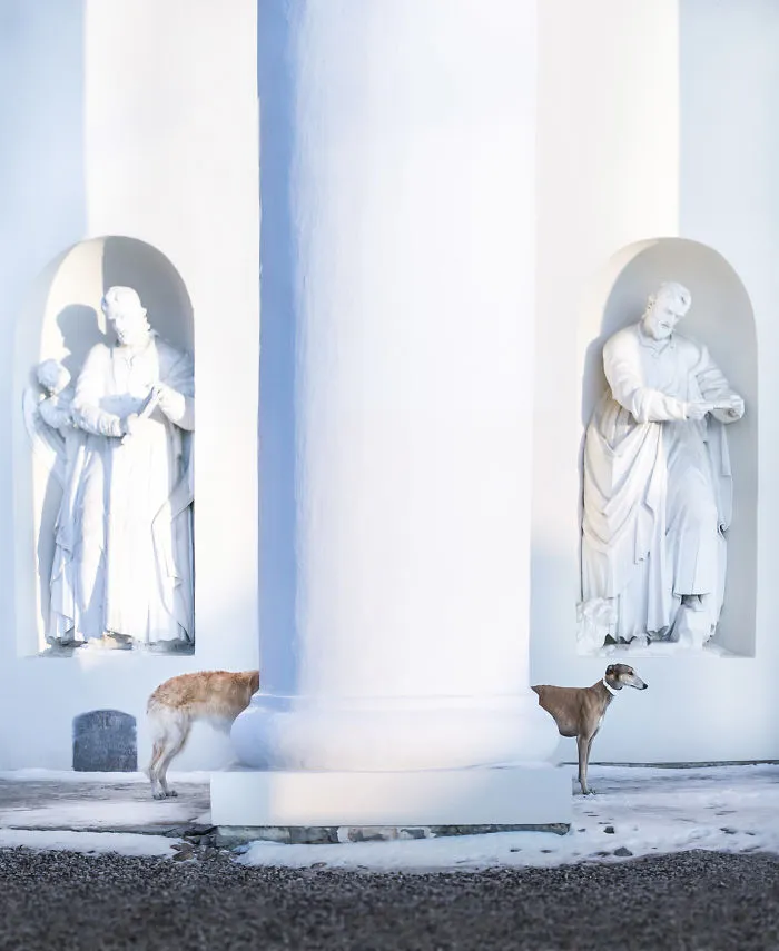 We Are The Sighthound Squad And We Explore Lithuania With Our Lovely Dogs