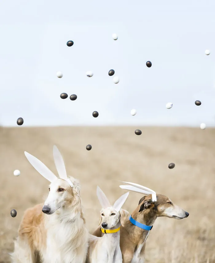 We Are The Sighthound Squad And We Explore Lithuania With Our Lovely Dogs