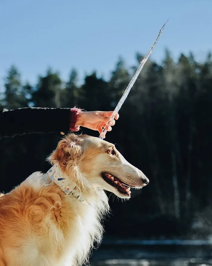 We Are The Sighthound Squad And We Explore Lithuania With Our Lovely Dogs