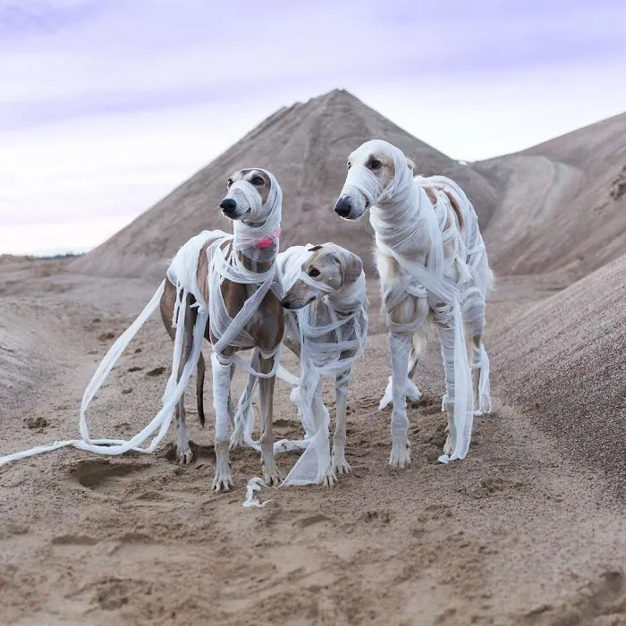 We Are The Sighthound Squad And We Explore Lithuania With Our Lovely Dogs