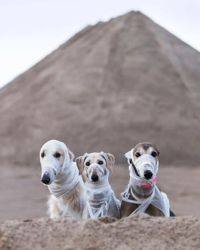 We Are The Sighthound Squad And We Explore Lithuania With Our Lovely Dogs
