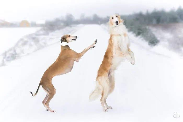 We Are The Sighthound Squad And We Explore Lithuania With Our Lovely Dogs