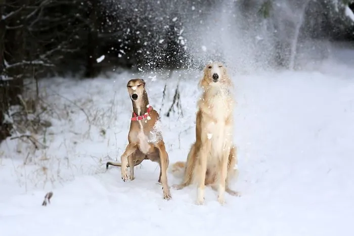 We Are The Sighthound Squad And We Explore Lithuania With Our Lovely Dogs