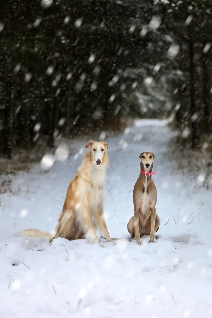 We Are The Sighthound Squad And We Explore Lithuania With Our Lovely Dogs