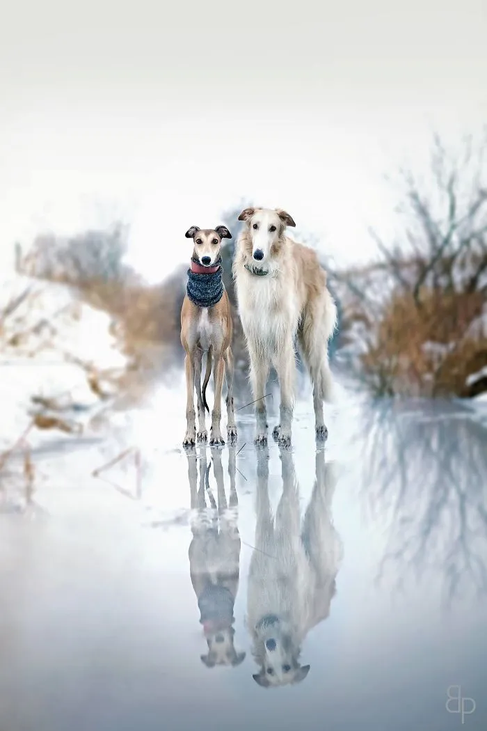 We Are The Sighthound Squad And We Explore Lithuania With Our Lovely Dogs