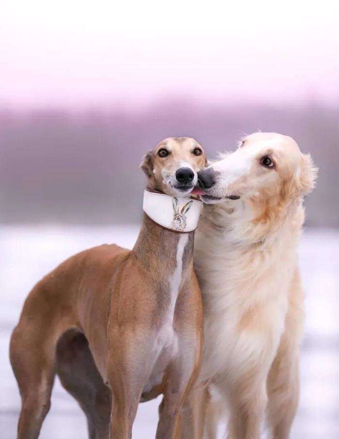 We Are The Sighthound Squad And We Explore Lithuania With Our Lovely Dogs