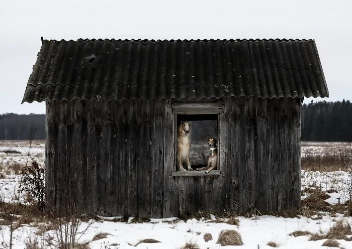 We Are The Sighthound Squad And We Explore Lithuania With Our Lovely Dogs