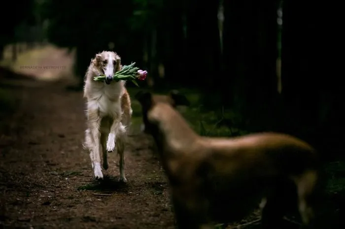 We Are The Sighthound Squad And We Explore Lithuania With Our Lovely Dogs