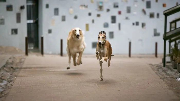 We Are The Sighthound Squad And We Explore Lithuania With Our Lovely Dogs