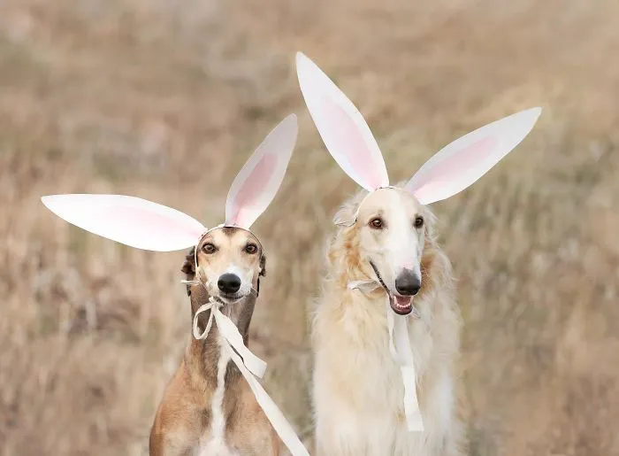 We Are The Sighthound Squad And We Explore Lithuania With Our Lovely Dogs