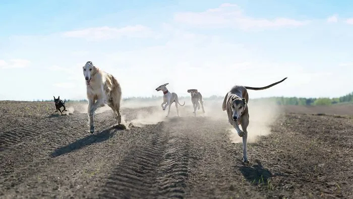 We Are The Sighthound Squad And We Explore Lithuania With Our Lovely Dogs