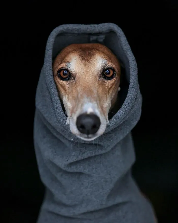 We Are The Sighthound Squad And We Explore Lithuania With Our Lovely Dogs
