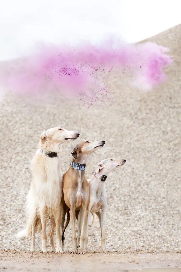 We Are The Sighthound Squad And We Explore Lithuania With Our Lovely Dogs