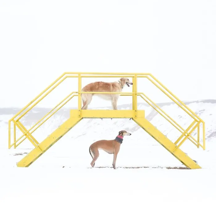We Are The Sighthound Squad And We Explore Lithuania With Our Lovely Dogs