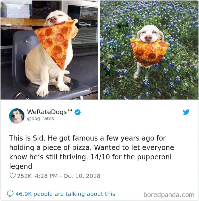 50 Times People Asked To Rate Their Dogs, And Got Hilarious Results
