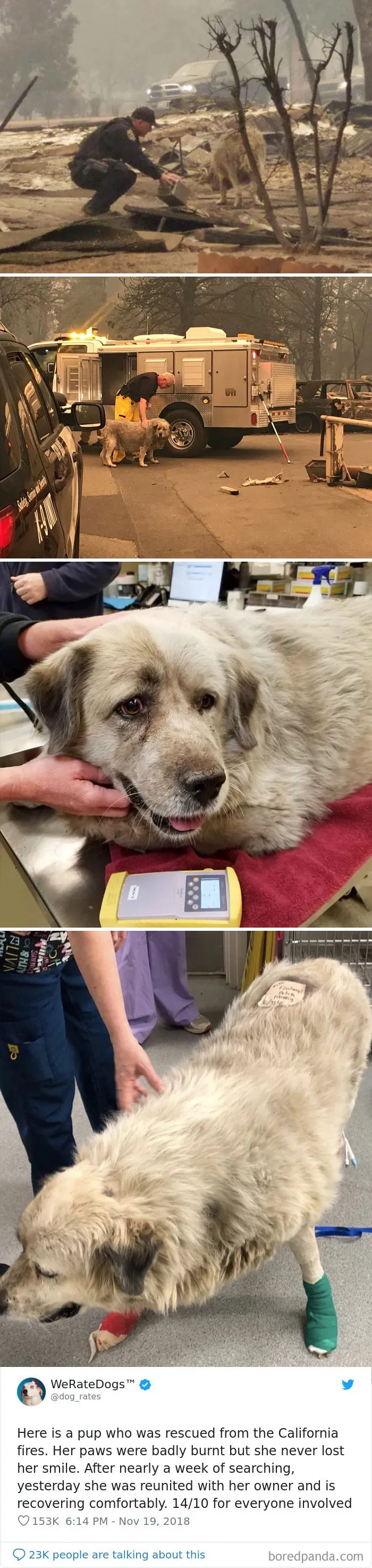 50 Times People Asked To Rate Their Dogs, And Got Hilarious Results