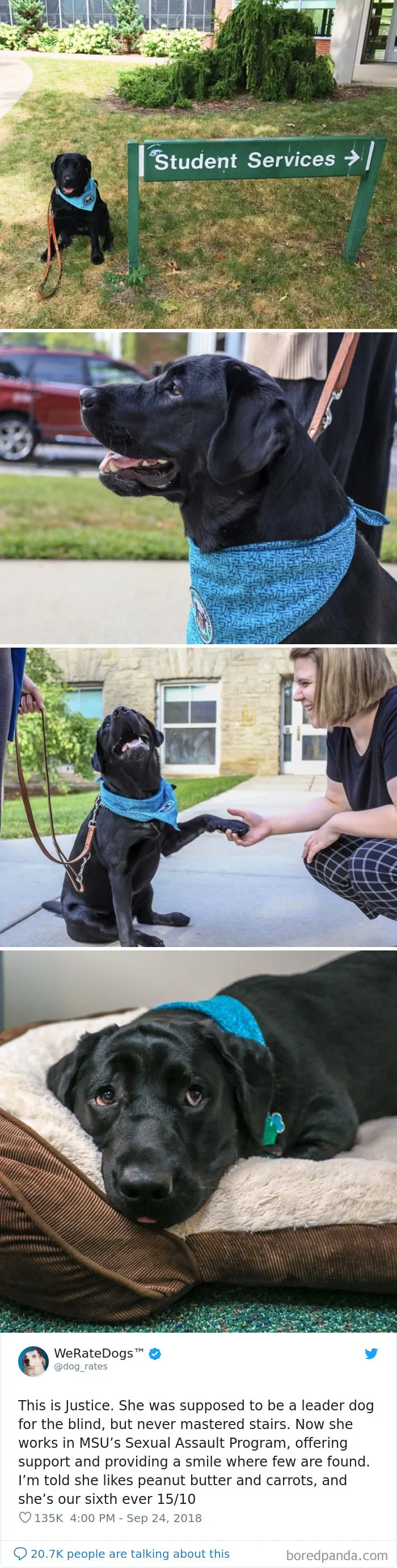 50 Times People Asked To Rate Their Dogs, And Got Hilarious Results