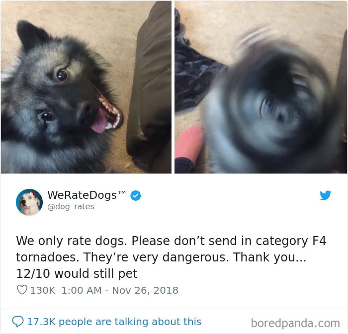 50 Times People Asked To Rate Their Dogs, And Got Hilarious Results