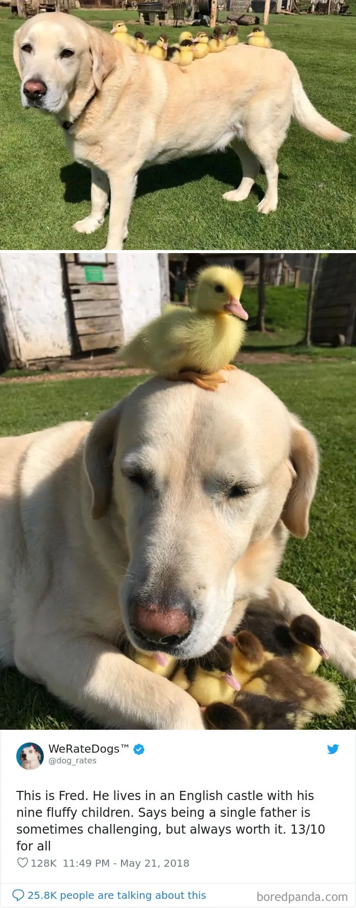 50 Times People Asked To Rate Their Dogs, And Got Hilarious Results