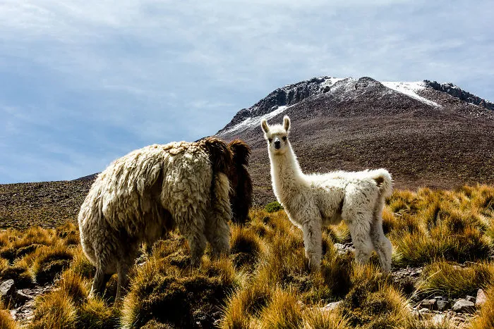 Icu - Bolivia