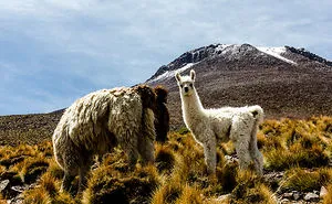 Wild Beauty Of South America
