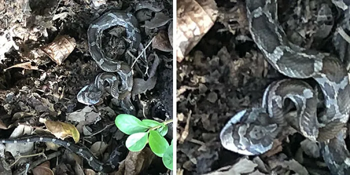 Serpiente con Hitler en la cabeza