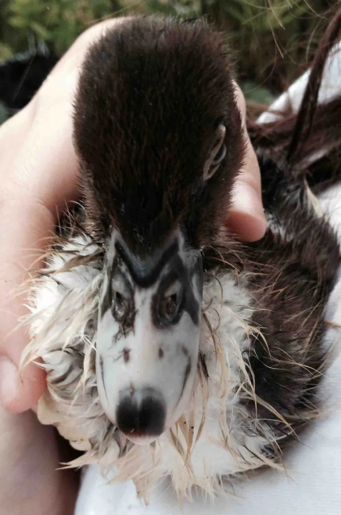 My Duckling Has A Husky On Her Beak